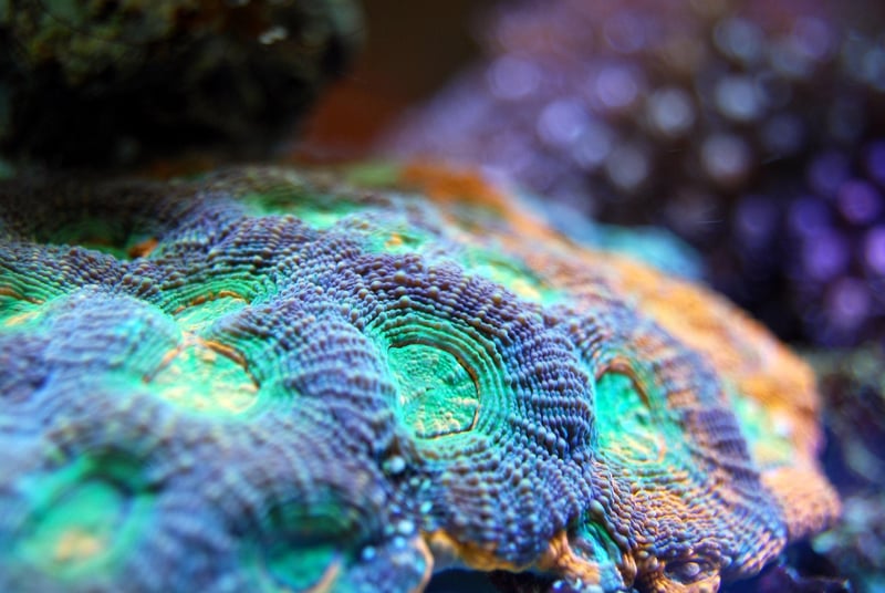Close-up Coral Textures